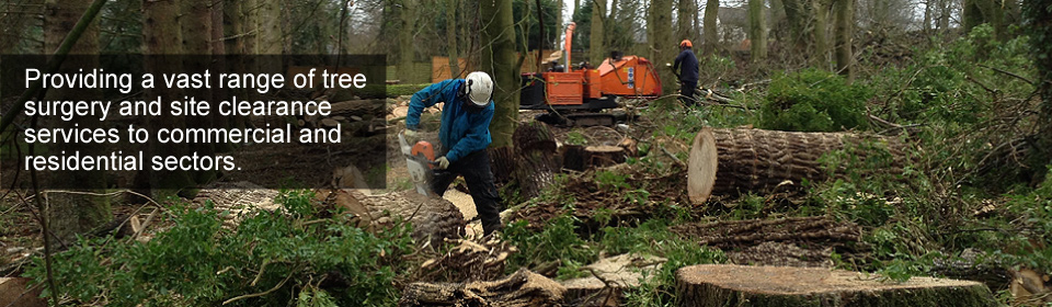 Tree Surgeon Glasgow